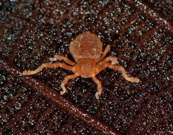 Media type: image;   Invertebrate Zoology 127853
